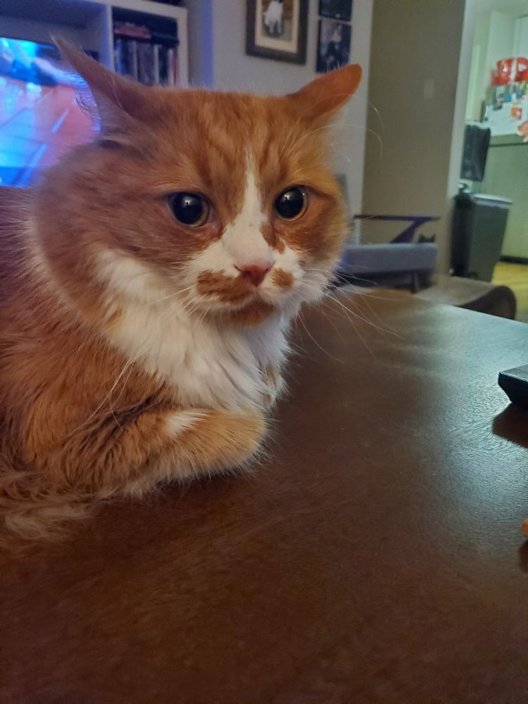 my cat reliving the horrifying memory of when the cat sitter used a brush on his back once instead of just on his head