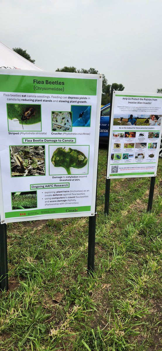 Want to talk bugs or #midgbusters ? Come and visit the <a href="/AAFC_Canada/">AAFC Canada</a> booth on 3rd street at #aginmotion <a href="/AginMotion/">Ag in Motion</a> . Do you have #wheatmidge on your sticky cards or spikes collected from around your trap? I'll collect them here! <a href="/SeCan/">SeCan</a>