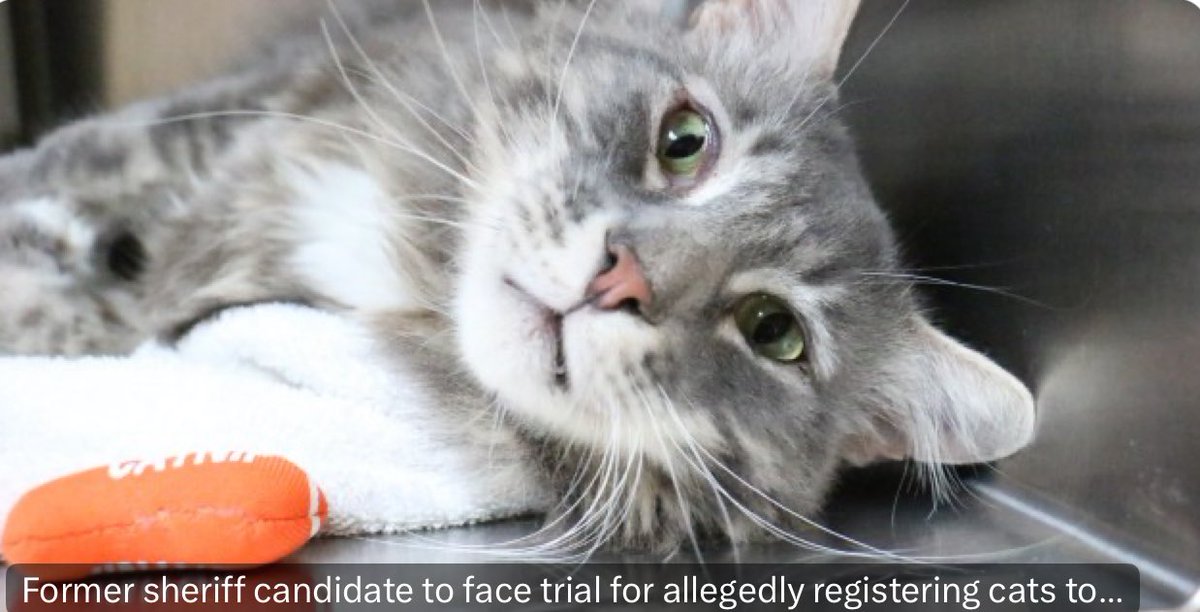 Joshstrangehill's tweet image. When the Simpsons predicts local news:
Former sheriff candidate to face trial for allegedly registering cats to vote ktla.com/news/local-new…