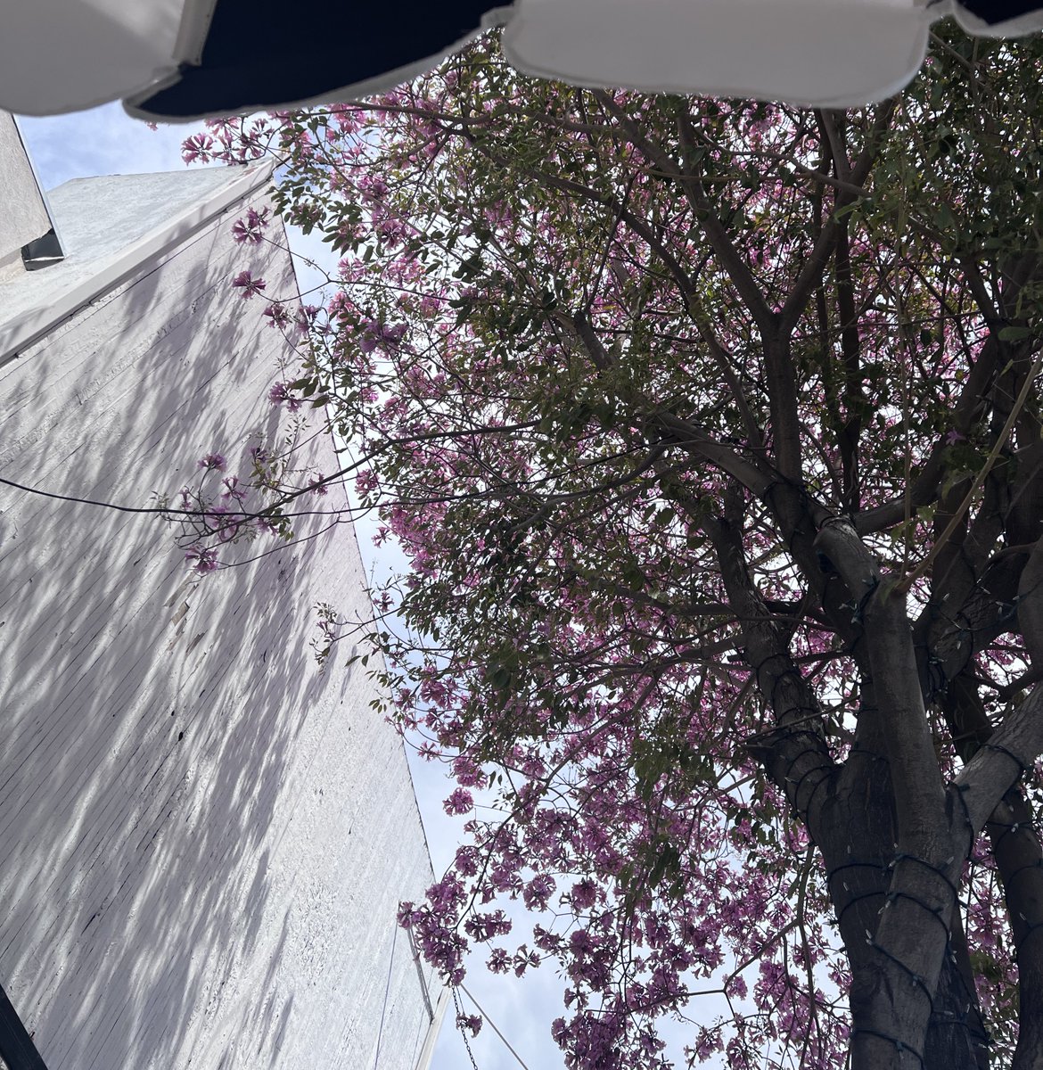 Garrett_Watts's tweet image. “I’m getting tired of this tree spitting flowers at my ass”
- Andrew Siwicki when one single flower pedal gently landed next to his coffee