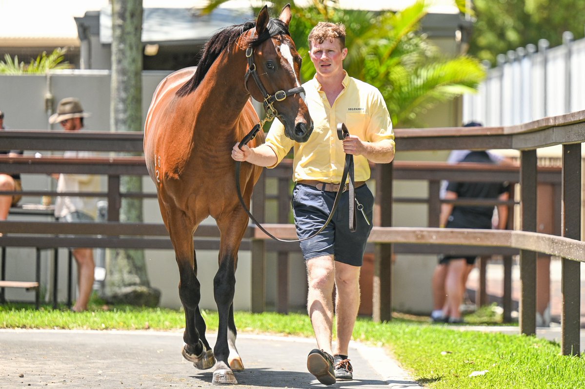 "He’s one of those horses that once he starts to put it all together can continue to improve."

Michael Freedman says Ninja (pic as a yearling) is very much a work in progress but expects a handy debut at Kensington on Wednesday. 📸Magic Millions

READ: tinyurl.com/hyue5468