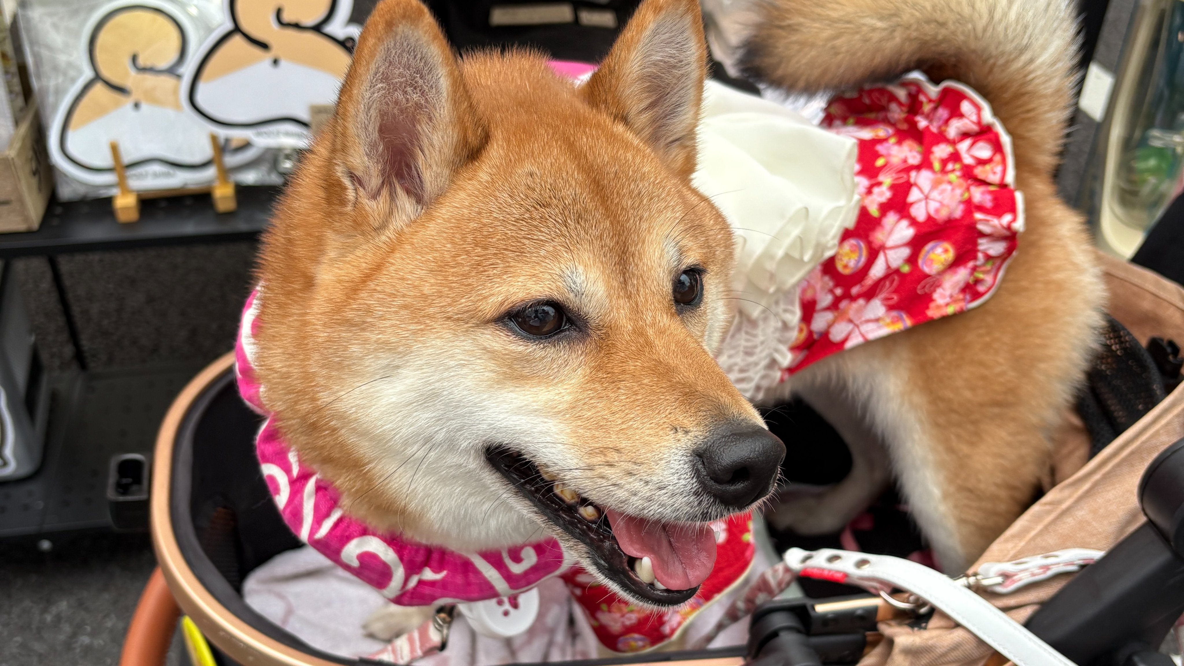 WOLFSHIBA｜柴犬のおしり専門店 (@wolfshiba110) / X