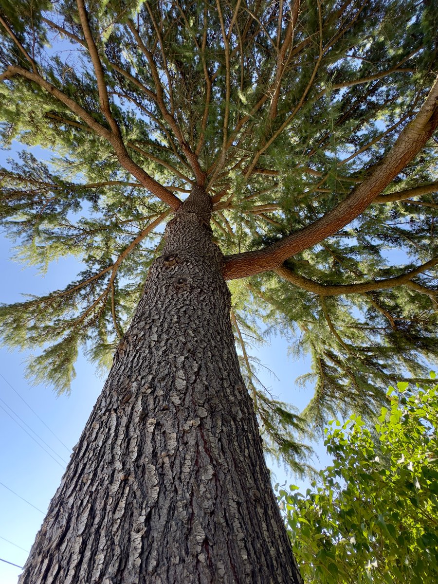 DavidJo92249735's tweet image. Happy #ThickTrunkTuesday tree lovers!🌳