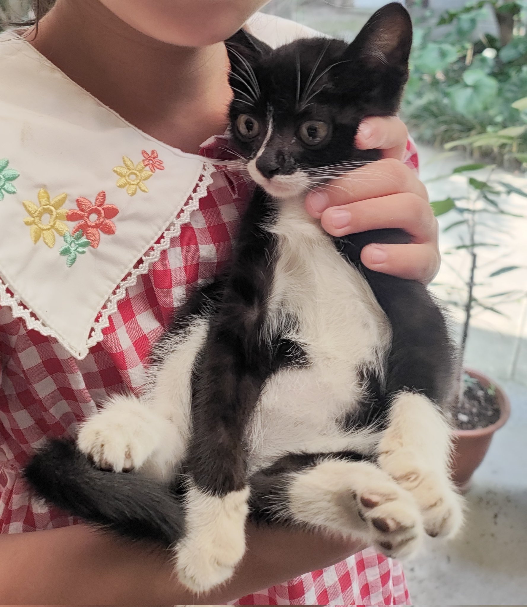 チビ猫❣ リクエスト 2点 まとめ商品 ちび猫様 リクエスト 2点 まとめ商品 - メルカリ