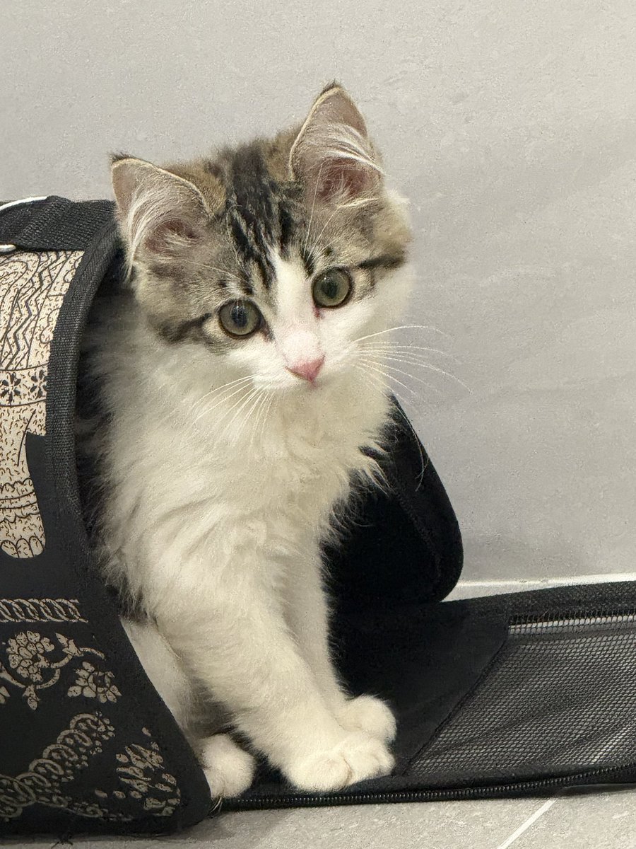 帕豹🦭Pabo 努力往前💪 tweet media