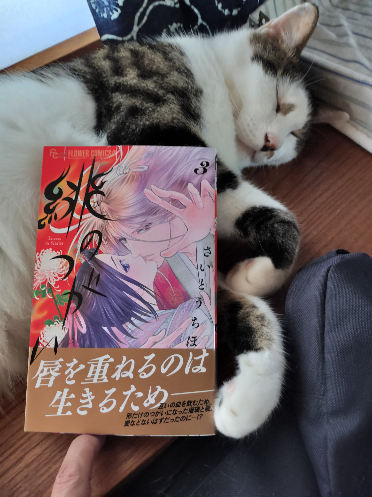 さいとうちほ先生　月刊フラワーズ　年賀状　緋のつがい 緋のつがい』 さいとうちほ | 「月刊flowers」公式サイト｜小学館