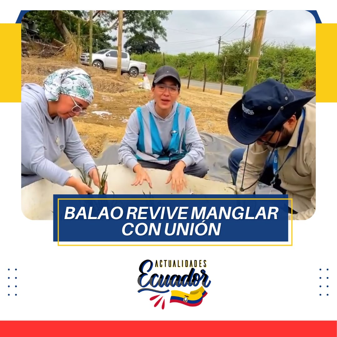 Sembramos vida y protección en los manglares de Balao. #PalabraDeGuayasense #RestauraciónEcológica #ManglarVivo