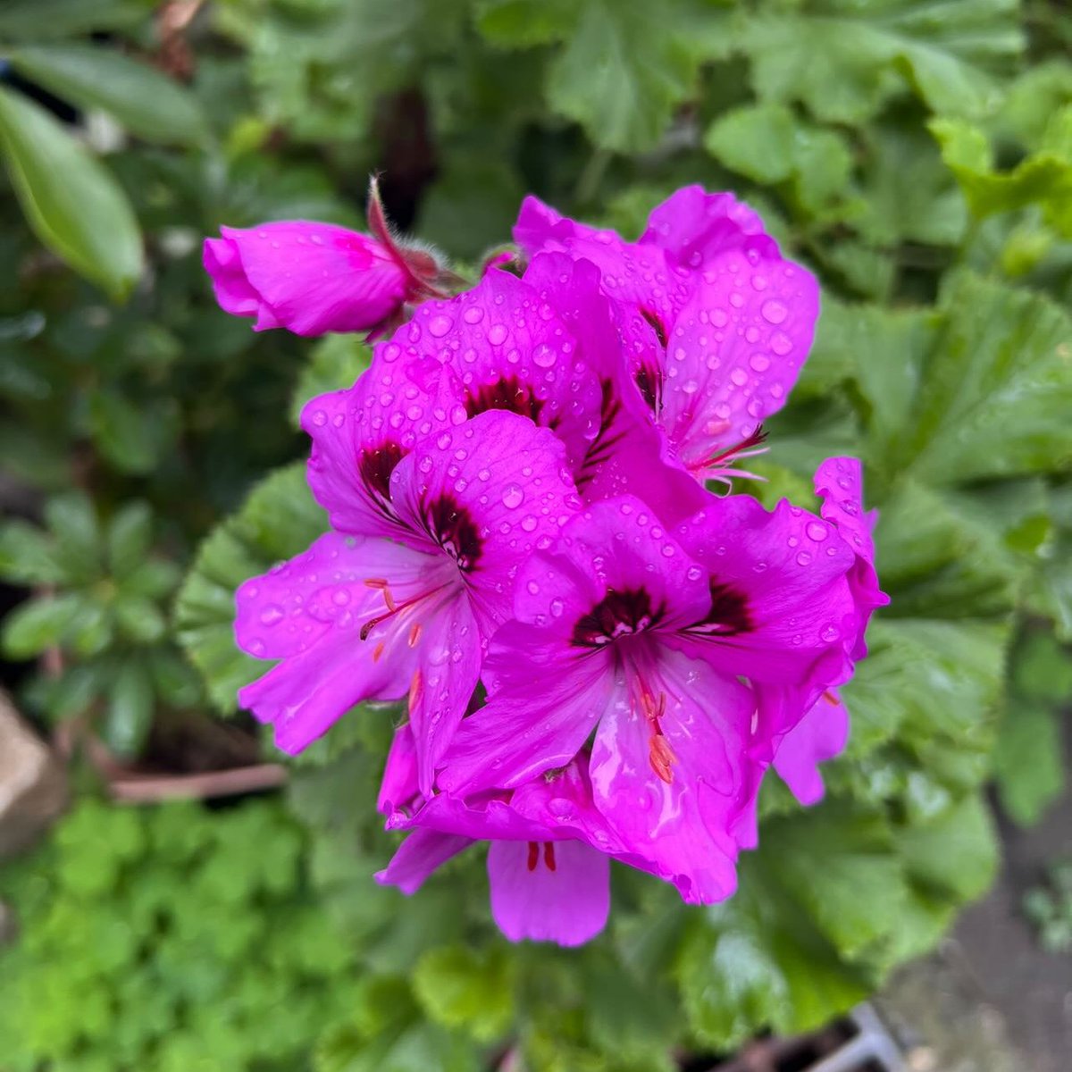 BedandStay's tweet photo. It’s been raining here in Tokyo since this morning.
How’s everyone doing?

If you're planning a trip to Tokyo next month, feel free to reach out — our Airbnb is available and we’d love to host you!

https://t.co/ZdKO7gBGwV
#airbnb #airbnbjapan #airbnbtokyo #japanvacation #fypage https://t.co/1Wjyh5wZrB