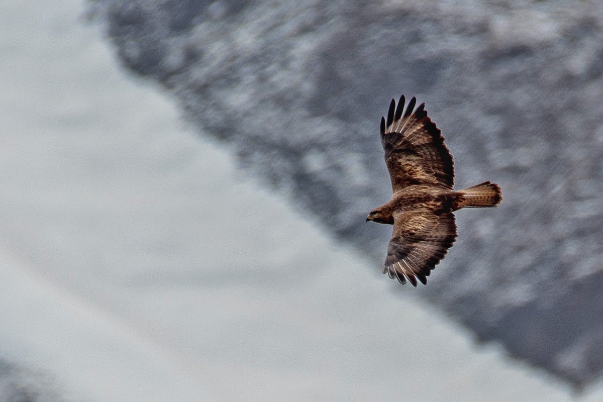 HumayoonAsad's tweet image. A large raptor, perhaps a long legged buzzard seen hovering against a snow clad Caucasian mountain in April 2025.
#IndiAves #Birdphotography #BirdWatching #birding