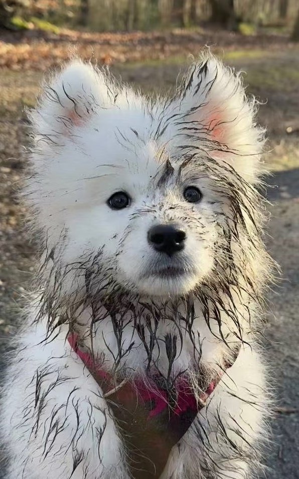 phu_as_samoyed's tweet image. 😶‍🌫️
#PHUTATCHAI