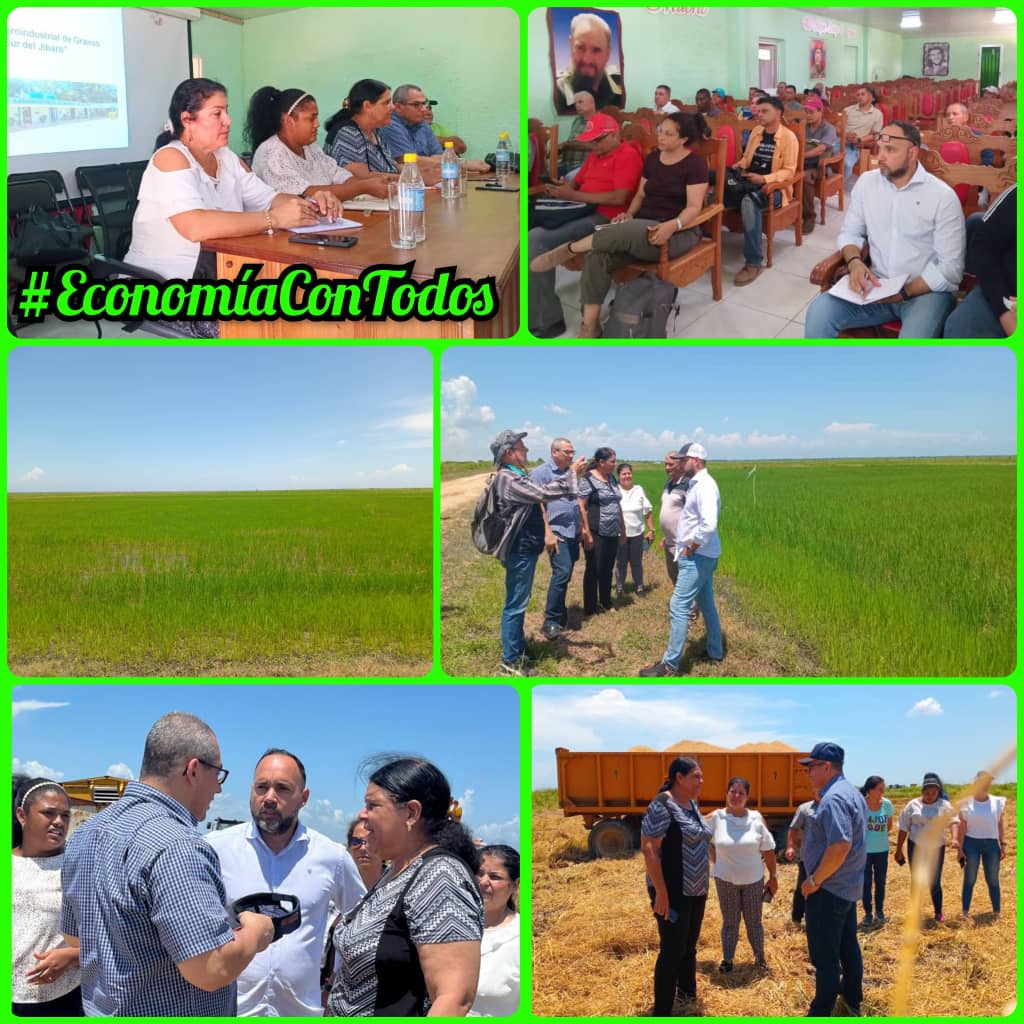 Producción cooperada de la Empresa  de Grano "Sur del Jíbaro" y Mipymes vinculadas a la producción de arroz, logra hasta la fecha un mejor aprovechamiento de las tierras, incremento de los rendimientos, y producciones superiores para la alimentación del pueblo.
#EconomíaConTodos