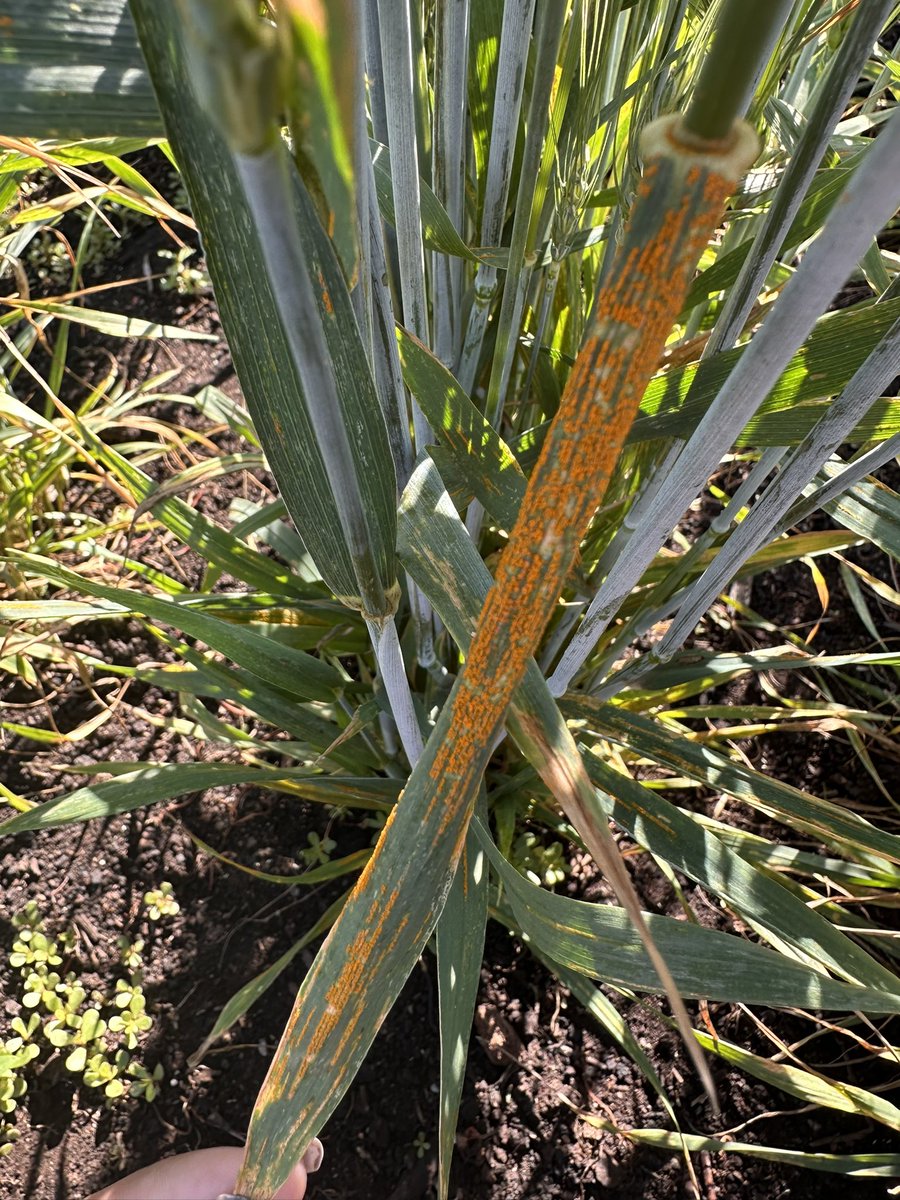 ScientiaKaur's tweet photo. A few snapshots 📸 from stripe rust nursery in BC. Great year for screening 🌾 @SaskWheat @NSERC_CRSNG @wheat_research @AlbertaGrains @mb_cropalliance https://t.co/X5xSeBpfuP