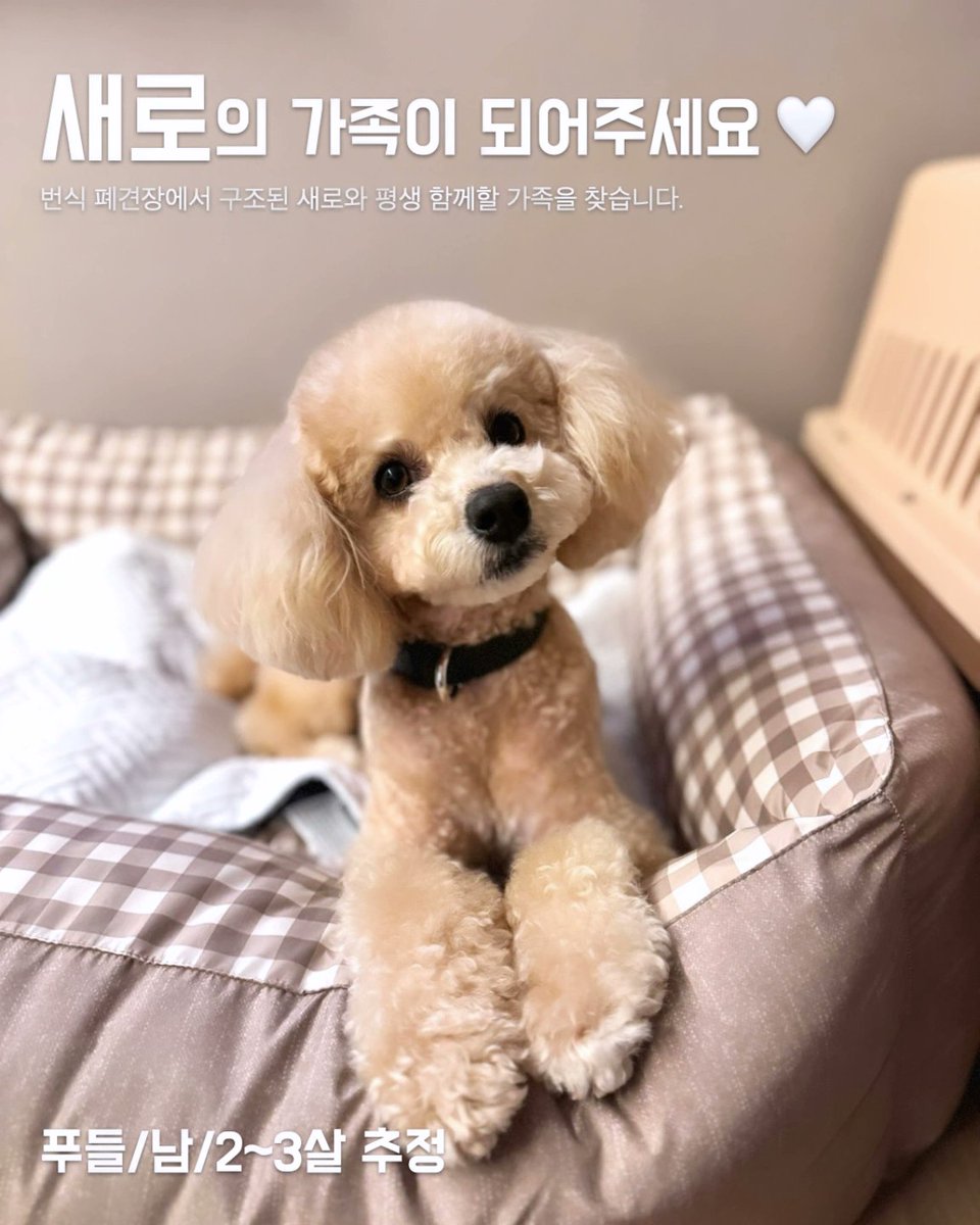 [RT부탁] #가족찾는새로
푸들/남(중성화O)/2~3살추정
전염병 키트 모두 음성, 접종 완료

펫샵 부견으로 이용당하다가 폐견처리장에 버려졌던 새로입니다 구조 후 많은 사랑으로 지금은 다시 예쁘고 건강한 강아지가 되었어요

문의 : DM 및 오픈채팅 bit.ly/44ME1Di
(타래로)