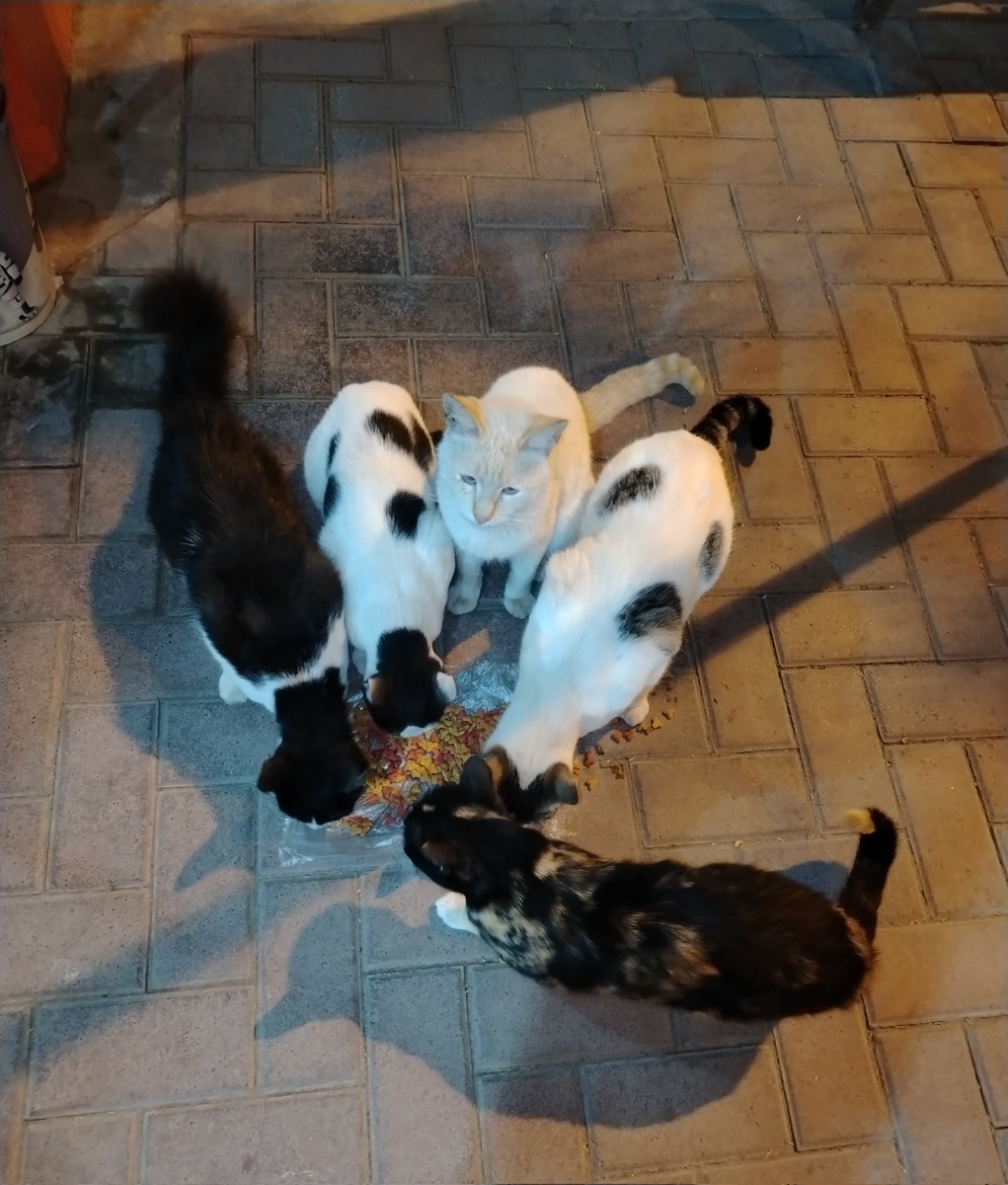 Gatitos Adultos, también merecen una oportunidad🥹
Amigos, estos pequeños fueron abandonados viven en un terreno, son muy cariñosos. En este invierno la están pasando mal. Necesitan abrigo, alimento, etc. Cada que paso les dejo comida o lo que tenga, adopten gatitos adultos 🙏🏼RT