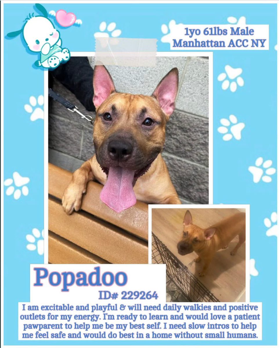 ADORABLE PUPPY POPADOO NEEDS A HOME 🏡 
#229264 1yr old Boy 🩵 NYCACC 
Still just a puppy he deserves to be loved by 
someone and have a good dependable home 🏡 
He's waiting in a scary shelter!!
#Adopt. #Foster
#Pledge4Rescue
CUTIE PIE ALERT 🩵🩵🏡🩵🩵🏡🩵🩵🏡🩵🩵🏡