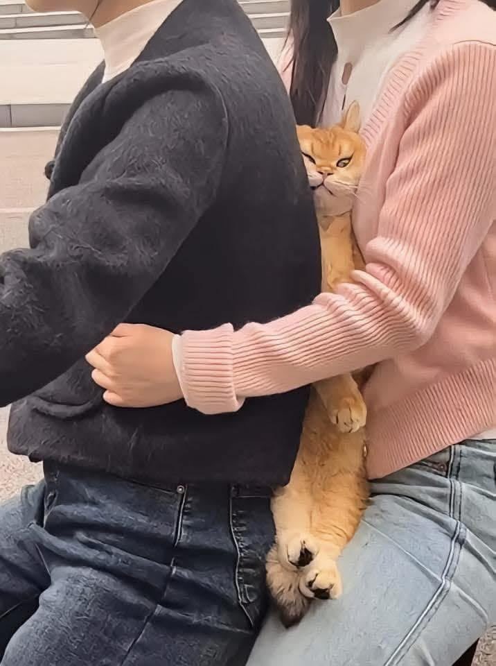 Poor cat