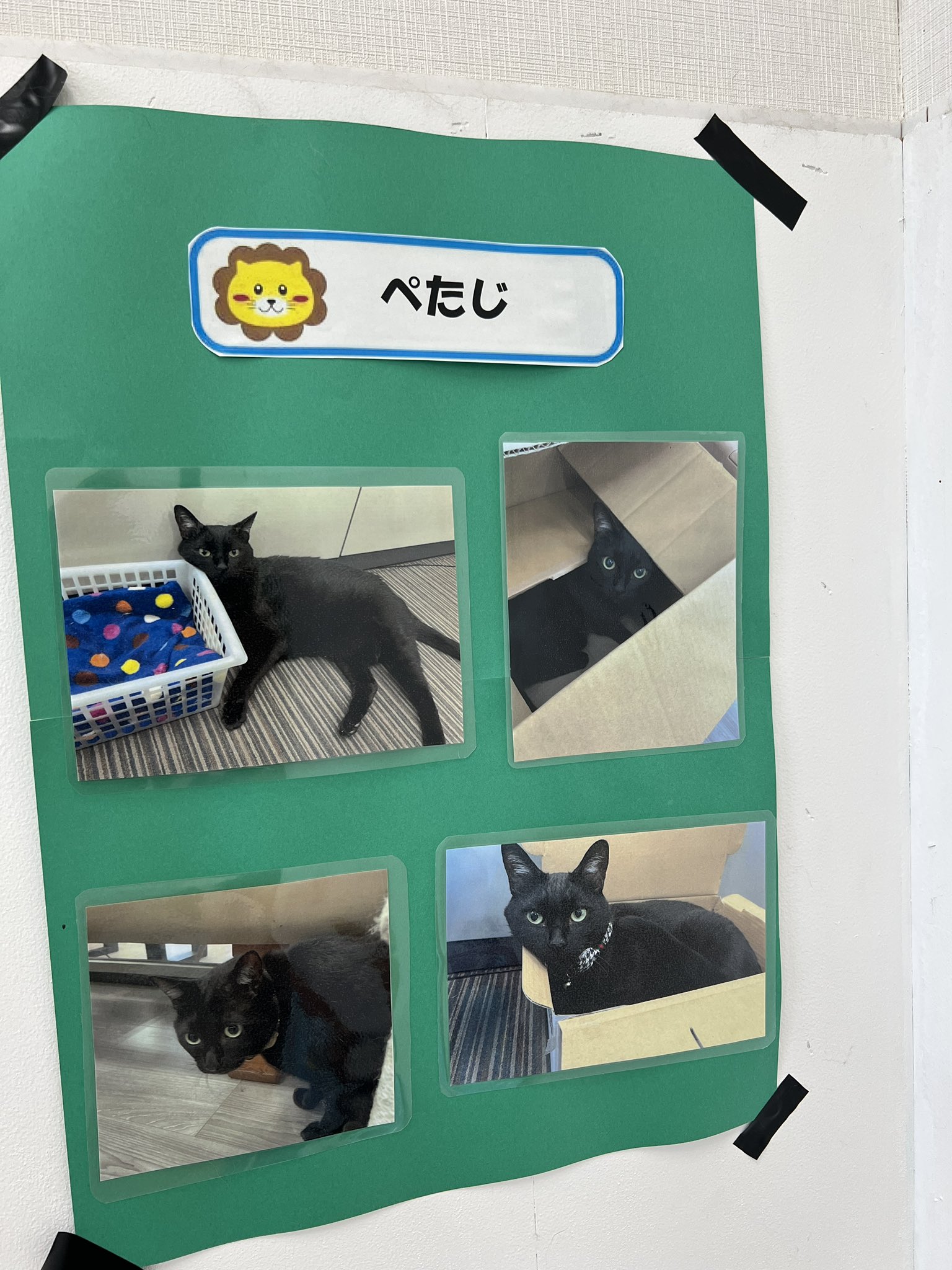 猫まっしぐら 箱まで猫まっしぐらなカルカンです | クワトロガッティ
