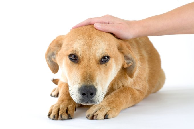 you have pet the dog 
$dog -Bdc6sUymsFrmWFbZSG1nCwGmfH5LmT9vyRkNonoDbonk