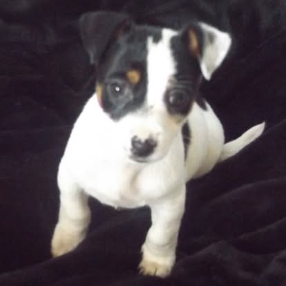 TankVaxxed's tweet image. A little dog named Hamish, the 1st night home. 
I will so miss your little face, my beautiful little dog.
You were my last dog, I will miss the snorty noises you made when I didn’t share my toast.
I will miss your cheeky presence forever.
I love you