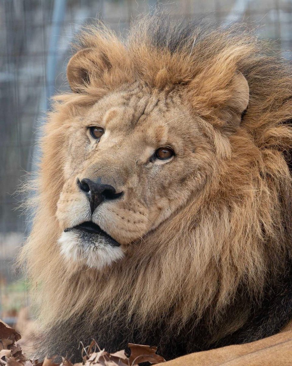 SweetAmy614's tweet image. Happy #Mewsday, my magnificent #Wordle family! Kudos on your superb wins! Wishing you a beautiful day! Sending you lots of love, hugs & good luck! ❤️🤗🍀
#CatLover
#Cats
#Lions
#Morning
#Wordler
#Wordle1487 1,487 3/6
⬜⬜🟨⬜⬜
⬜🟩⬜⬜⬜
🟩🟩🟩🟩🟩
