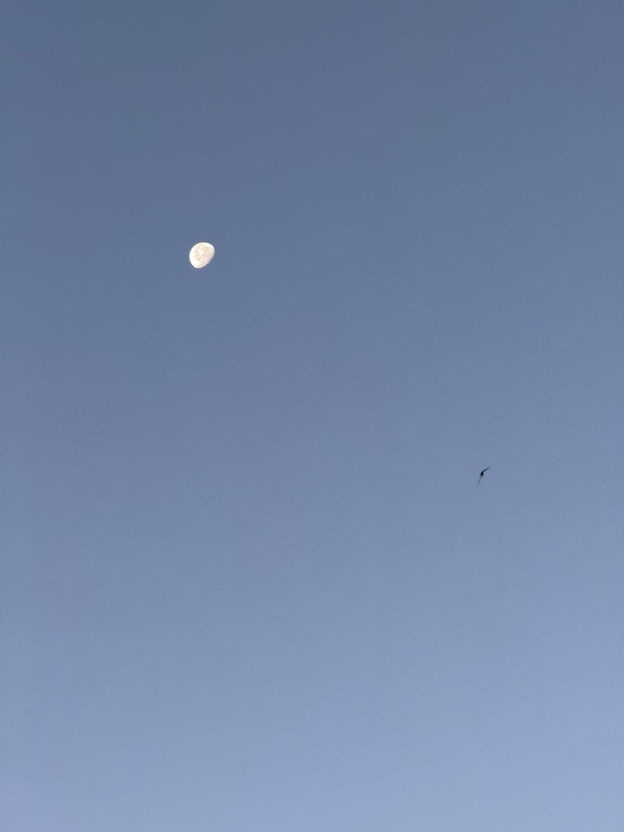 ArodSpainMedia's tweet image. Buenos días, la luna aún no se quiere acostar. Ahora en mi ciudad, #Madrid.
@ForbesTravel_es