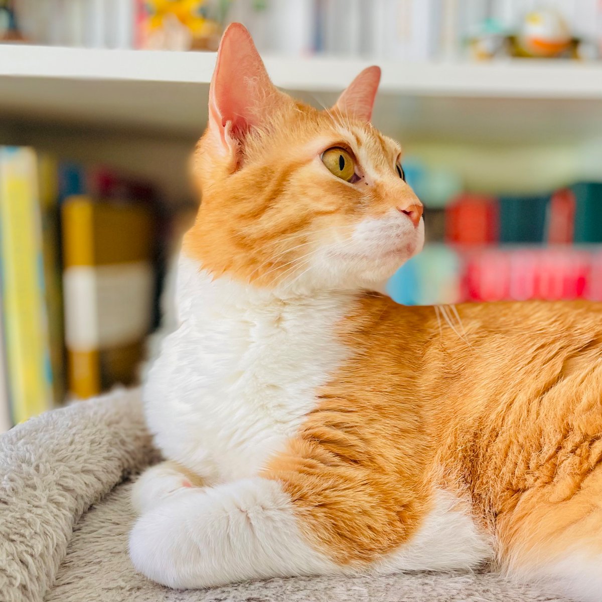 Muy buenos días!! 😻😻😻 Es martes!! 😺☕️☀️🌸🎶👋