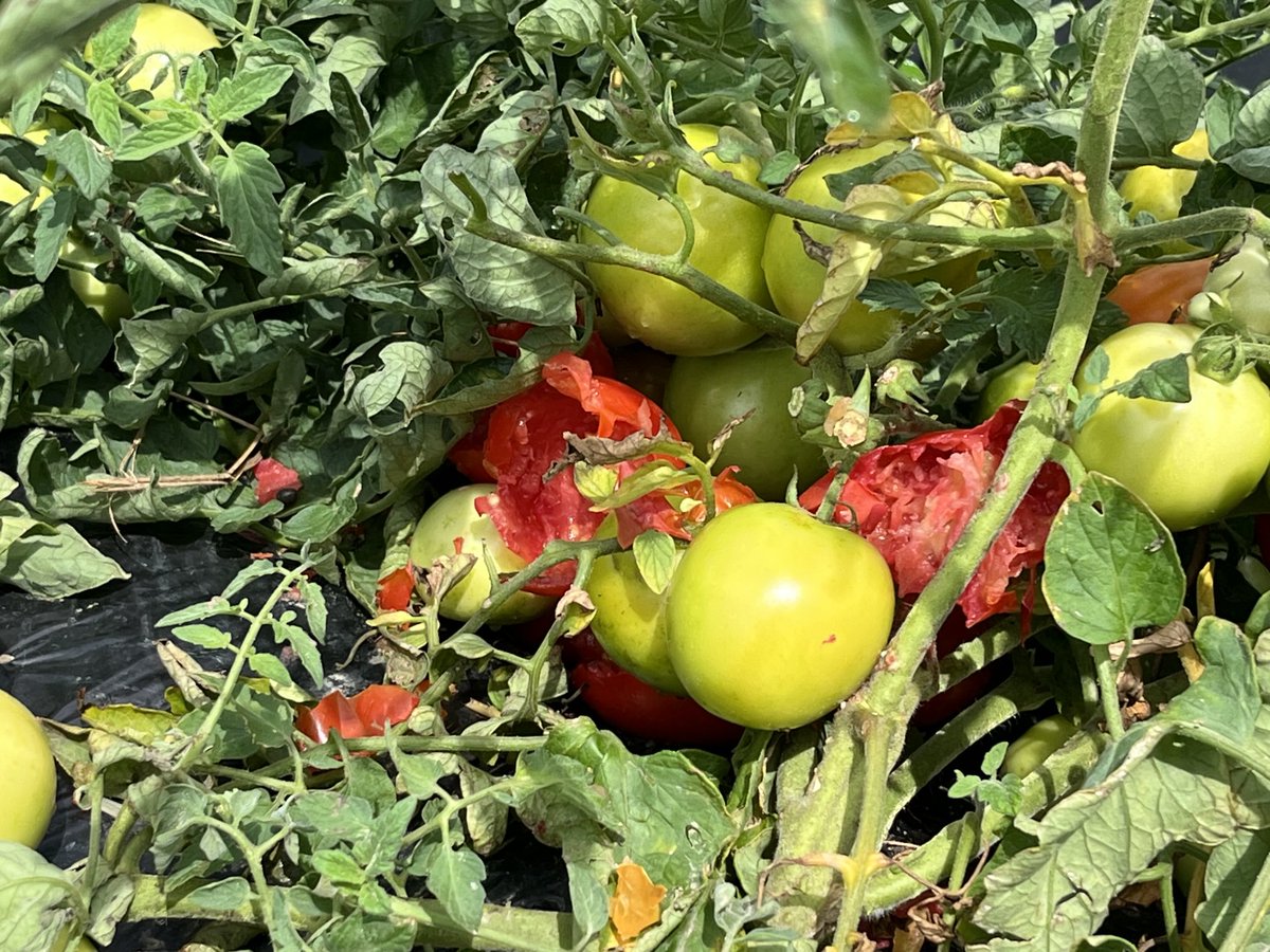 璃々子 襲われた 😭