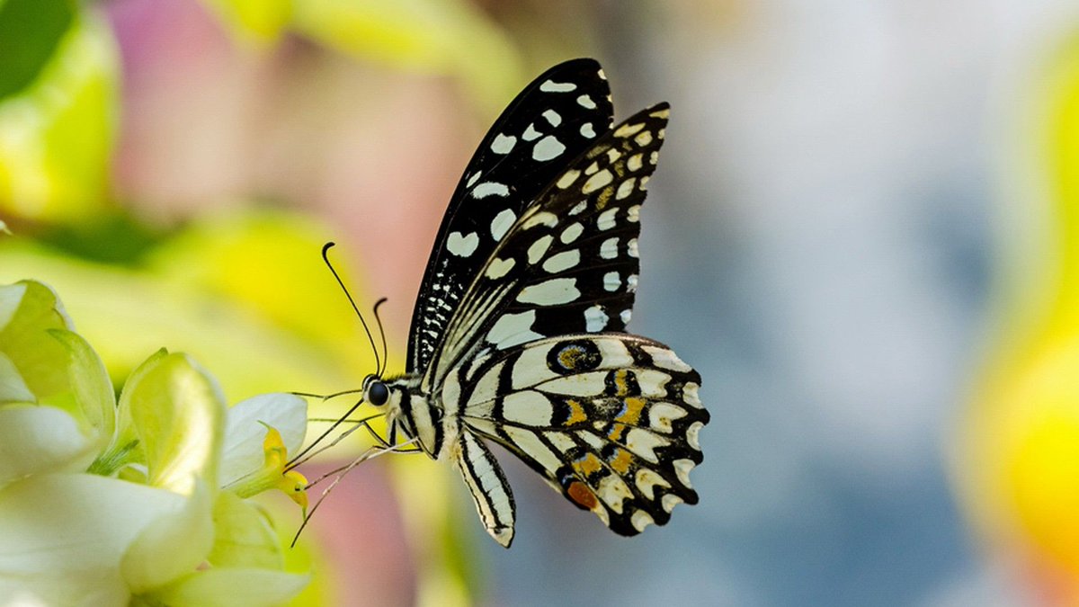 Discover the hidden wonders of Bwindi! Our nature walks offer a chance to see colorful butterflies, singing birds, and playful primates. Ready for an adventure? Visit bwindiforestnationalparkuganda.com/bwindi-forest-…  #bwindiimpenetrablepark
#bwindinationalpark
#bwindipark
