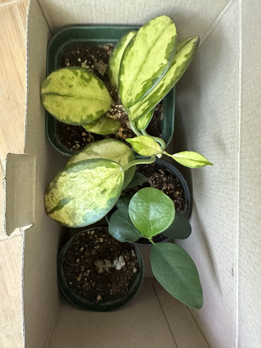 주말의 나눔🪴 뿌랭이가 자리를 잡았는지 새잎이 나기 시작해서 언농 보내드림👋 근데 젤끝에 다육이? 이름이 생각이안나...