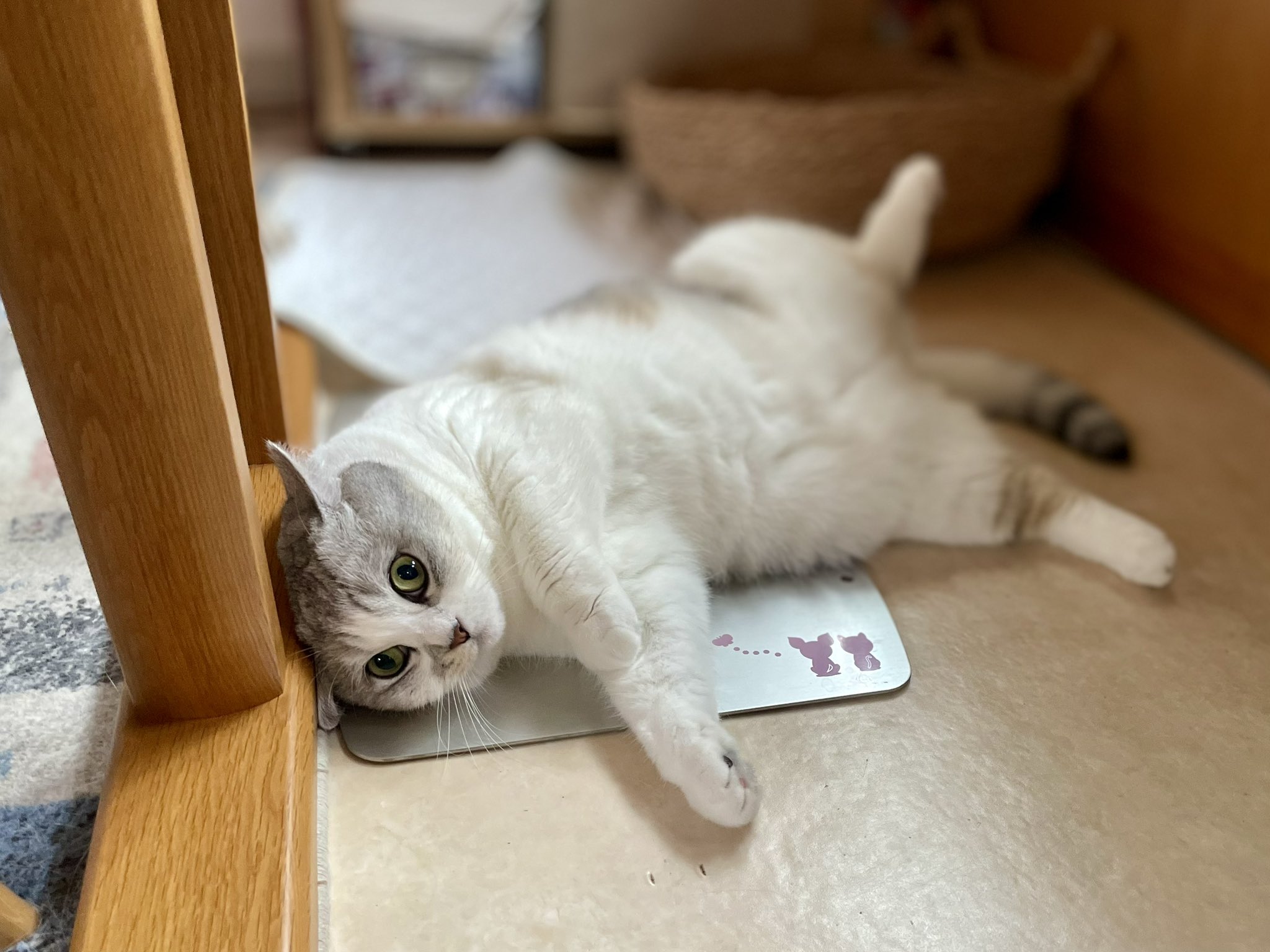 メイ😸😸ジュン🐶🐶 on X: 