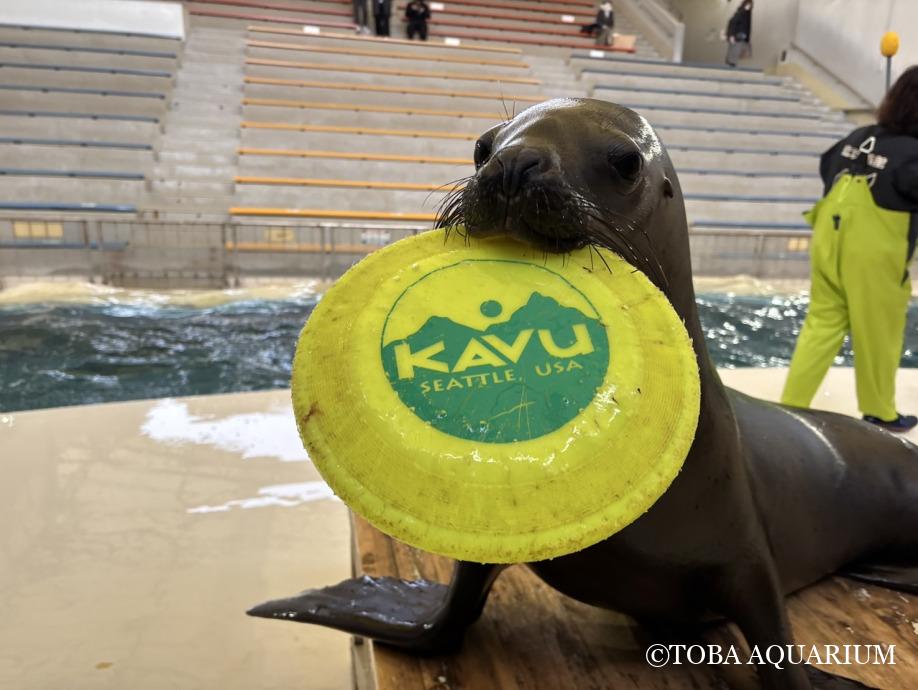 TOBA_AQUARIUM's tweet image. 日々成長!!!: みなさんこんにちは! 今日はちょっとした近況報告です! 実は7月14日にオタリアの「すみれ」が5歳の誕生日を迎えました!!! 現在、ショーでも活躍している「あられ」のもとに産まれ、少し前までは dlvr.it/TLwH4Q