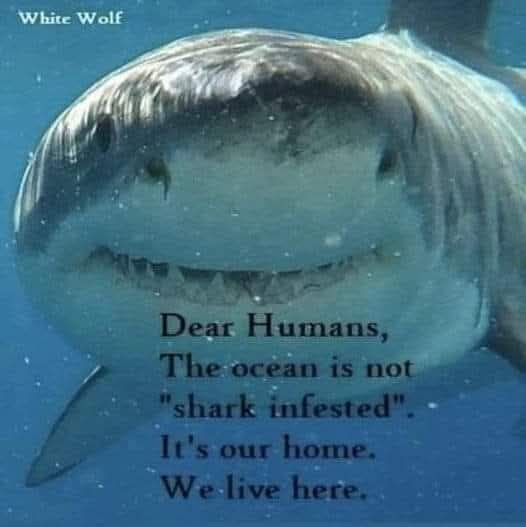 AmyRoseKathryn's tweet photo. #SharkDay https://t.co/R20KTGEvig