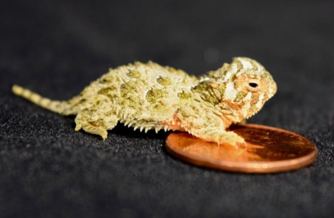 Forgot to post this comparison of the drawing of the baby Texas Horny Toad I did on Sunday: