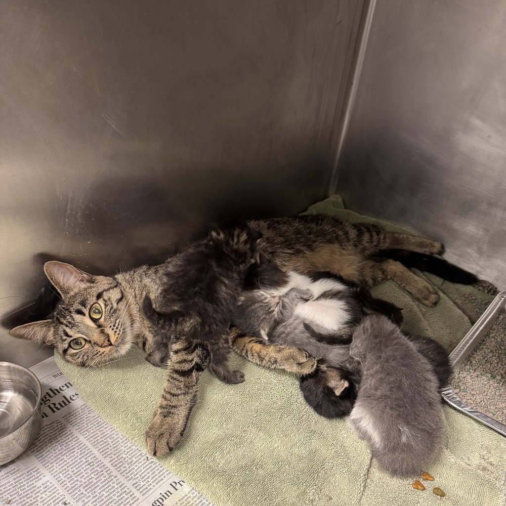 TreeHouseCats's tweet image. You're up to bat! ⚾️ The @WhiteSox are giving back to #TreeHouseCats when you buy tickets to their game on Aug. 30!
🎟️ Get your tickets and support cats like Mama Sox and her litter of kittens: gofevo.com/event/Treehous…
#Baseball #Chicago #WhiteSox