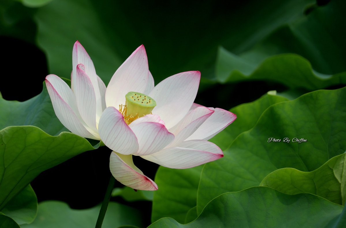 Chiffon_cake556's tweet image. おはようございます☕️

蓮の花とトンボ    𓂃ﾊｽ畑🪷𓂃

蓮の花の咲く様子やその上にﾄﾝﾎﾞが
止まる姿は、日本の夏の風景として
親しまれています...☀️🎐

良い一日になりますように…🍉