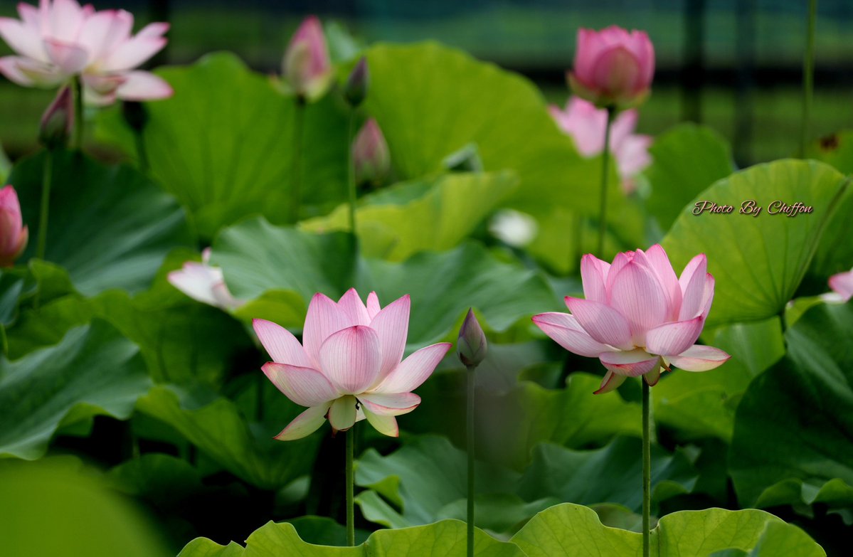 Chiffon_cake556's tweet image. おはようございます☕️

蓮の花とトンボ    𓂃ﾊｽ畑🪷𓂃

蓮の花の咲く様子やその上にﾄﾝﾎﾞが
止まる姿は、日本の夏の風景として
親しまれています...☀️🎐

良い一日になりますように…🍉