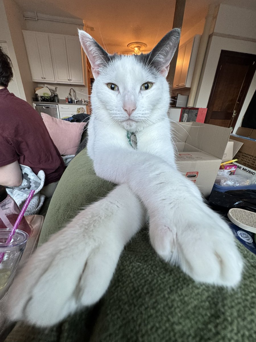 TailTippy's tweet image. helo mytv welcum to mine Crib . you must anser One Riddel