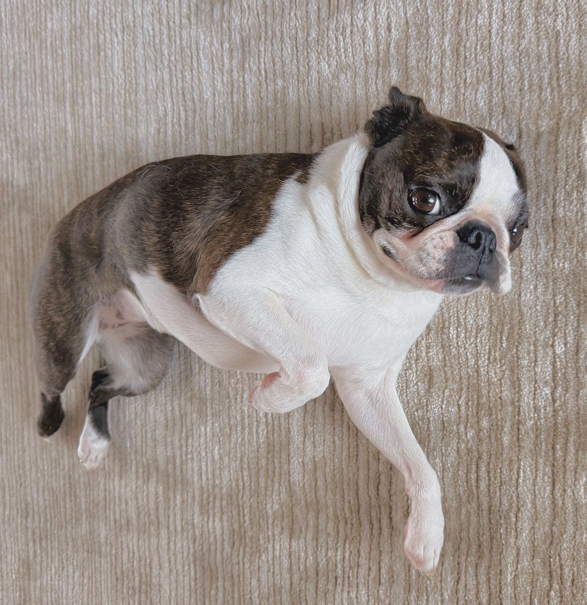 JellyBeanGummyB's tweet image. Home is you…🫠
#doglove #bostonterrier #loveher