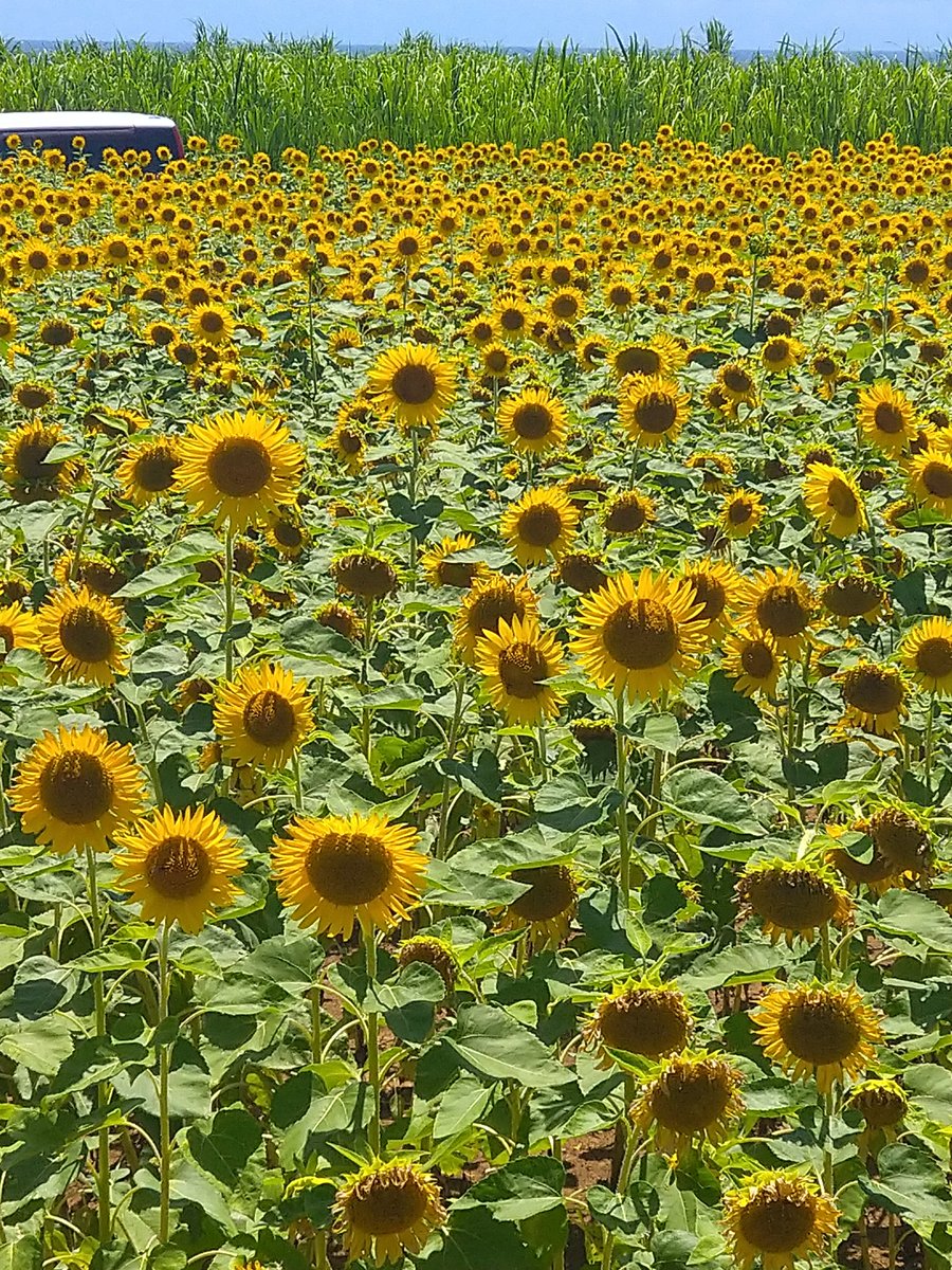 ABAZABUROU36's tweet image. #ひまわり
#演説
🌻ひまわり畑🌻
みんなこっち向いているから選挙演説でもしようかな😊
あ、あ〜🎙️
味が落ちるのでカロリーオフの商品はんた〜い😋