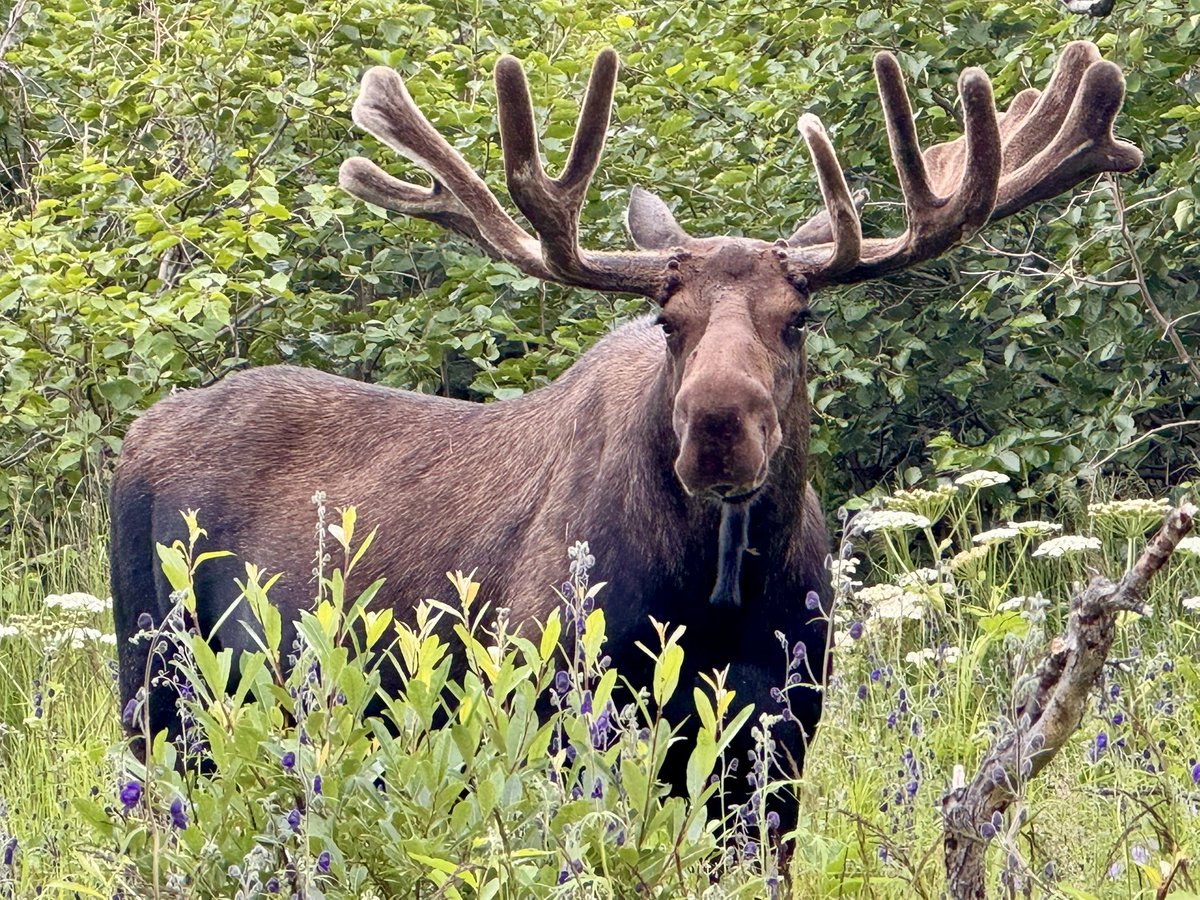 akkingon's tweet image. I was out today, checking game cameras, I found this guy not far from one of my cameras.🫣