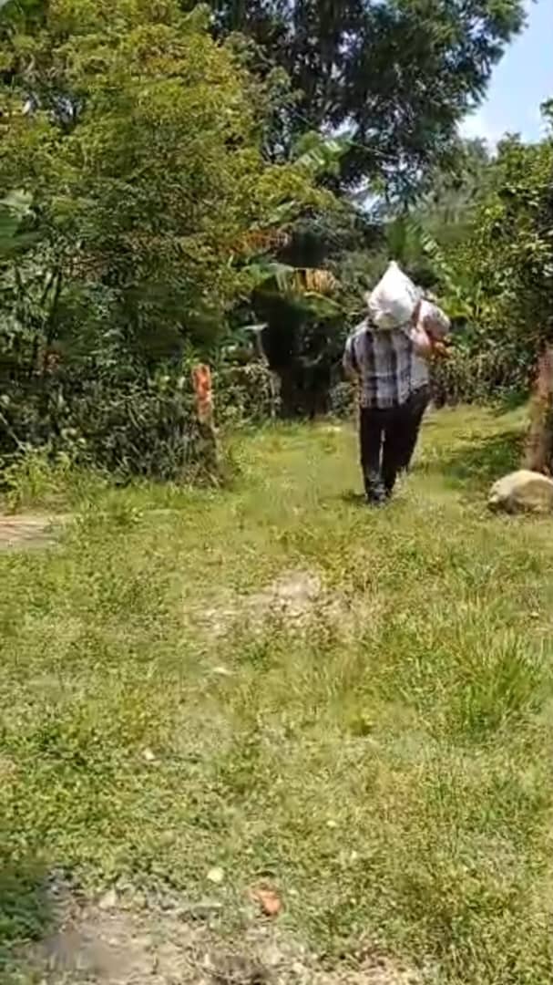 #AnapSantiago:
Ante las carencias del pienso importado para incrementar la producción de carne la empresa porcina #Santiago busca alternativas con la compra de palmiche a los campesinos y seguir palante rompiendo barreras.

#SantiagoDeCuba
#ANAPCuba