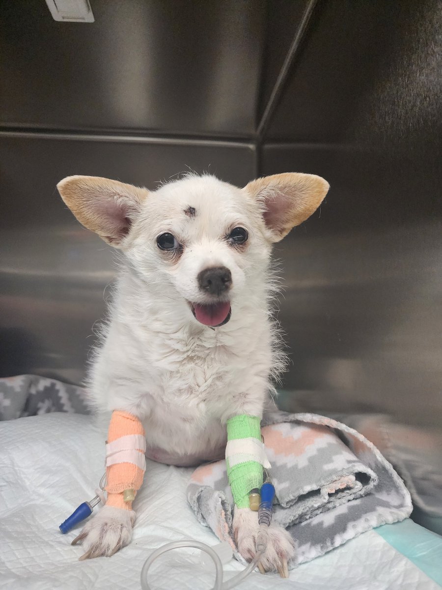 This is my service dog that is fighting for her life. I need your help family.  gofund.me/a55d9d50