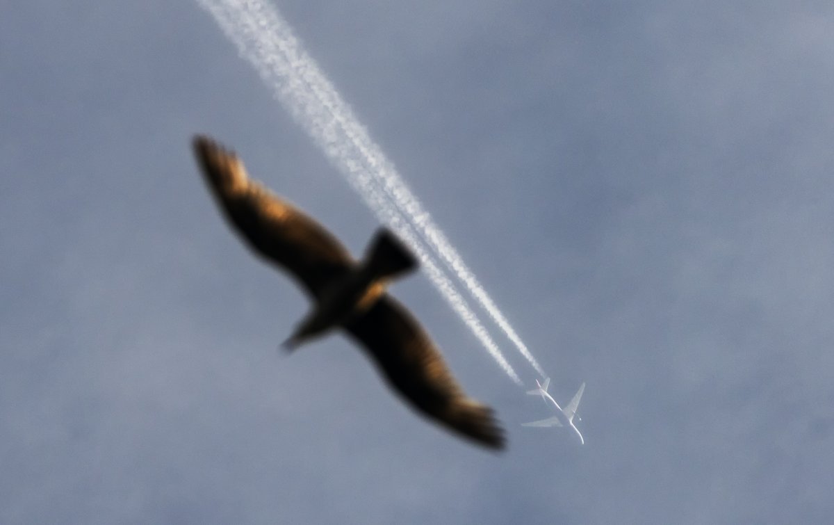 Mark Garfinkel (@pictureboston) on Twitter photo Always look up! A seagull vied for my attention as I photographed <a href="/British_Airways/">British Airways</a> flight 189, with service from London Heathrow to Newark, as it flew over Winthrop, Mass. at 27,000' on July 2 at 6:50PM. <a href="/NBC10Boston/">NBC10 Boston</a> #AvGeek Always look up! A seagull vied for my attention as I photographed <a href="/British_Airways/">British Airways</a> flight 189, with service from London Heathrow to Newark, as it flew over Winthrop, Mass. at 27,000' on July 2 at 6:50PM. <a href="/NBC10Boston/">NBC10 Boston</a> #AvGeek