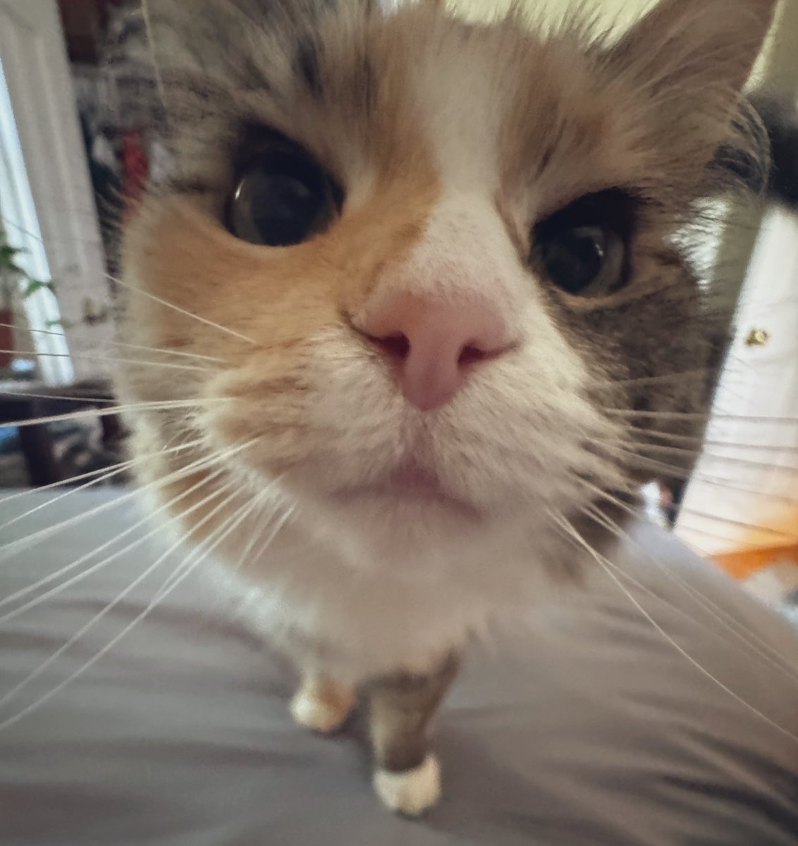 Cozy wants to know if everyone’s bullish or bearish.
