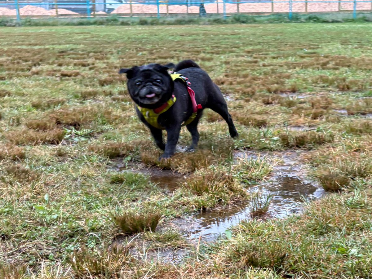 BiffsWerd's tweet image. Top dog/bottom bitch