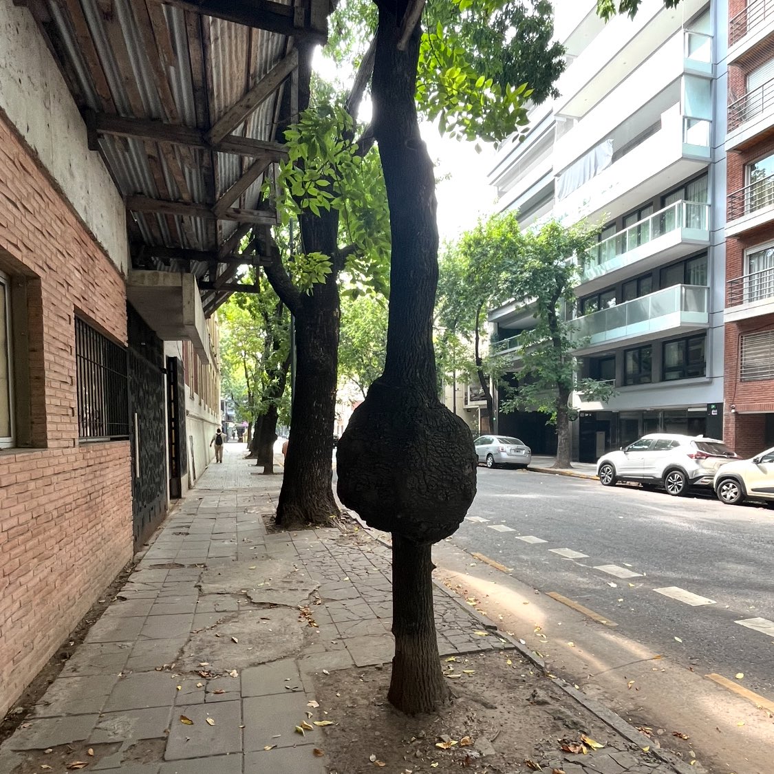 ¿Por qué algunos árboles en Argentina parecen embarazados?