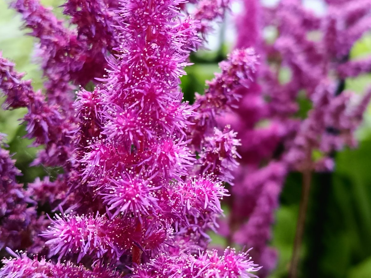 mariebernatchez's tweet image. J'avais jamais remarqué tous les p'tits pistils sur les astilbes. C'est tout mignon!