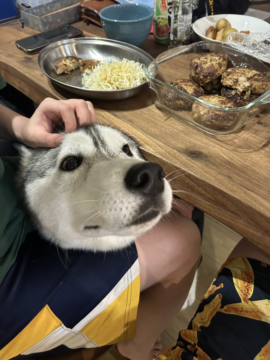 食事中に這い出てくるアザラシ