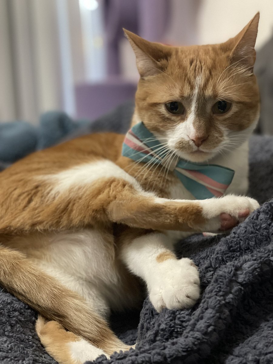 MyKittyVinnie's tweet image. everyone says i’m HOH (i’m vinny) #bb27