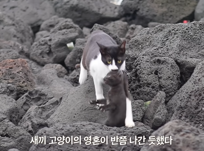 niemandsrose_'s tweet photo. 밥먹으면서 바다고양이 유튜브 보다가 너무 웃겨서 밥 다뱉을뻔함ㅋㅋㅋㅋㅋㅋㅋㅋㅋㅋㅋㅋㅋㅋㅋㅋㅋㅋ https://t.co/n4Dr8CLcnZ